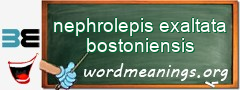 WordMeaning blackboard for nephrolepis exaltata bostoniensis